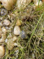 Gelastocoris oculatus