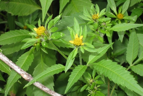 Bidens vulgata