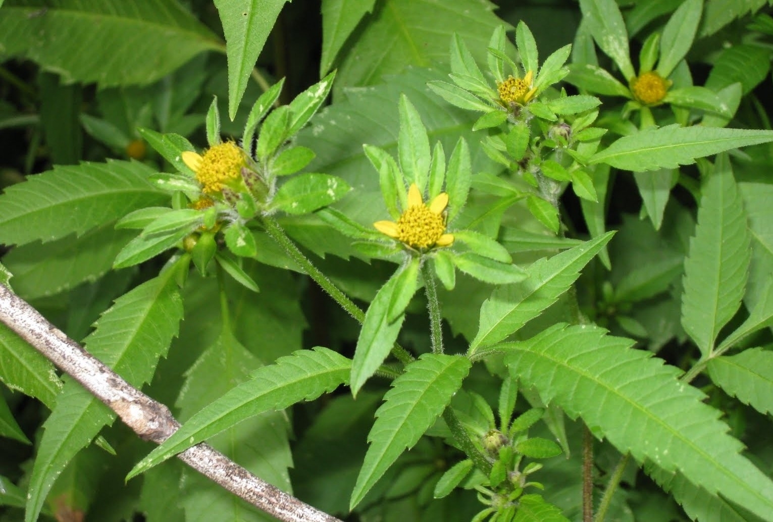 Bidens vulgata