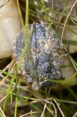 Gelastocoris oculatus