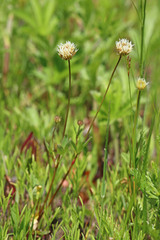 Trifolium longipes