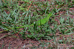 Iguana iguana
