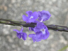 Stachytarpheta jamaicensis