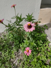 Zinnia elegans