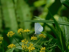 Lomographa vestaliata