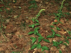 Solidago arguta boottii
