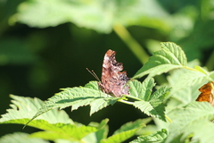 Polygonia faunus