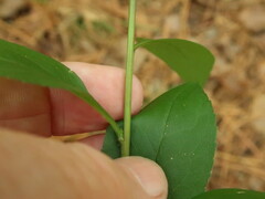 Solidago arguta boottii