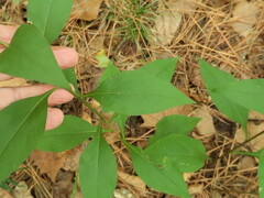 Solidago arguta boottii