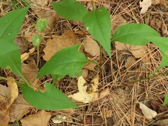 Solidago arguta boottii