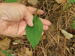 Solidago arguta boottii