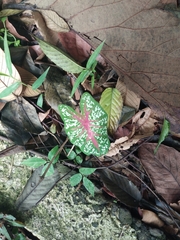Caladium bicolor