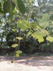 Passiflora lutea