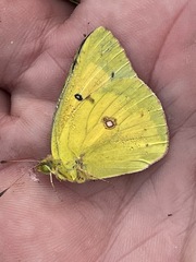 Colias eurytheme