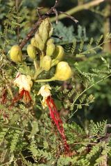 Erythrostemon gilliesii