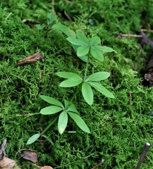 Galium triflorum