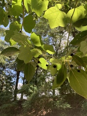 Passiflora lutea