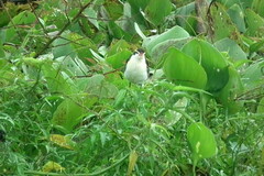 Jacana jacana hypomelaena