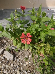 Zinnia elegans