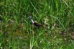 Jacana jacana hypomelaena