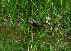 Jacana jacana hypomelaena