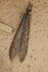 Vella fallax