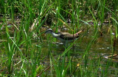 Jacana jacana hypomelaena