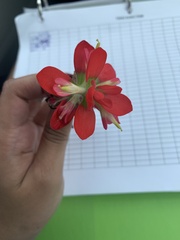 Castilleja indivisa