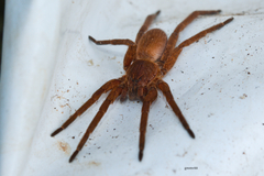 Ancylometes concolor