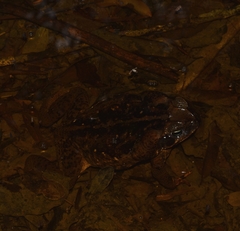 Rhinella horribilis