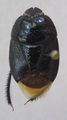 Cydnidae