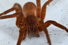 Ancylometes concolor
