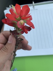 Castilleja indivisa