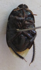 Cydnidae