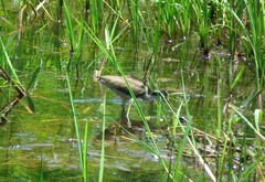 Jacana jacana hypomelaena