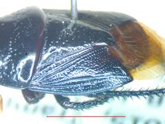 Cydnidae
