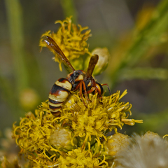 Euodynerus hidalgo