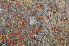 Polioptila californica