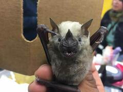 Artibeus jamaicensis