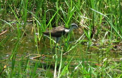 Jacana jacana hypomelaena