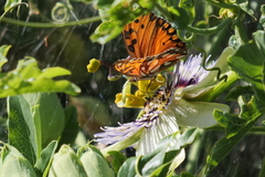 Dione vanillae maculosa