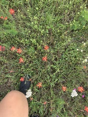 Castilleja indivisa