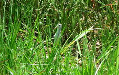 Jacana jacana hypomelaena