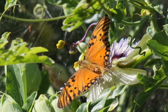 Dione vanillae maculosa