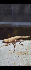 Pyrops candelaria