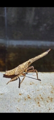 Pyrops candelaria