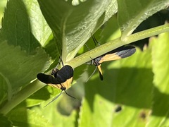 Lycomorpha pholus