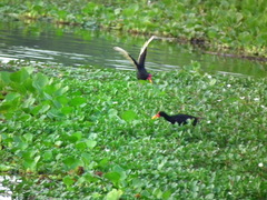 Jacana jacana hypomelaena