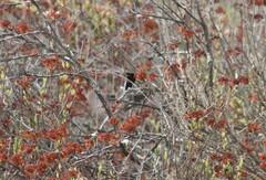 Polioptila californica