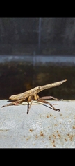 Pyrops candelaria